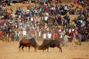 bullfighting_02.jpg